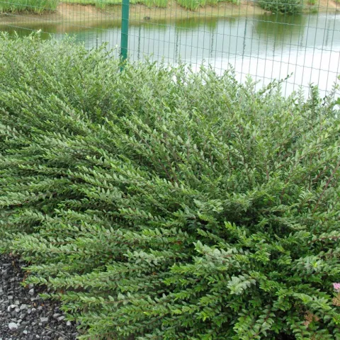 Lonicera pileata