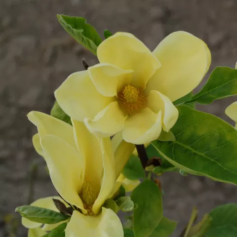 Magnolia (x) 'Daphne'  (stam/tige)