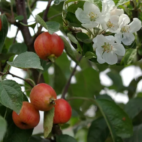 Malus PERTETU 'Evereste'®