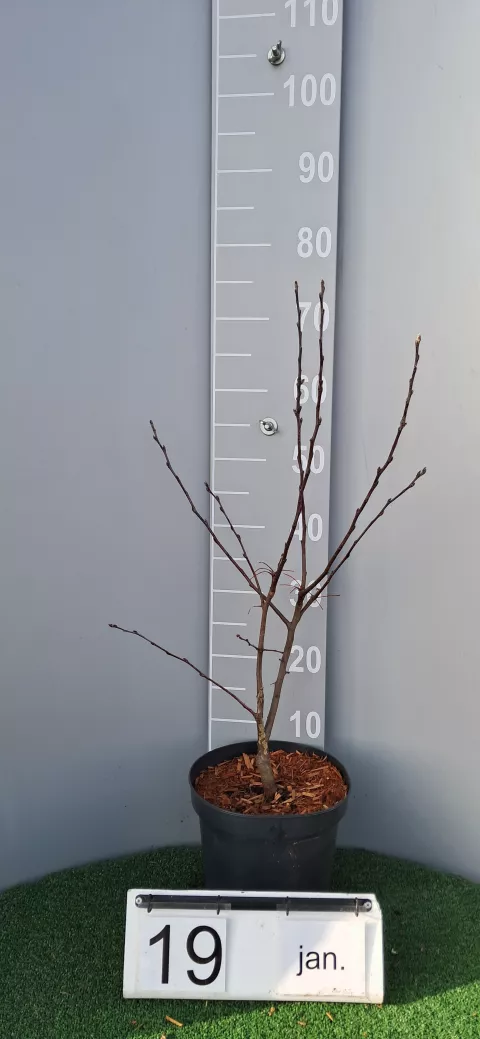 Malus PERTETU 'Evereste'®