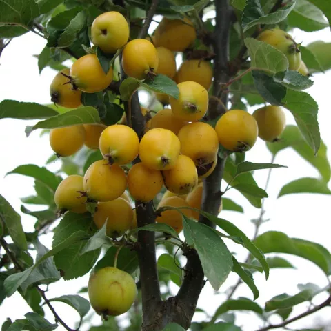 Malus 'Golden Hornet'