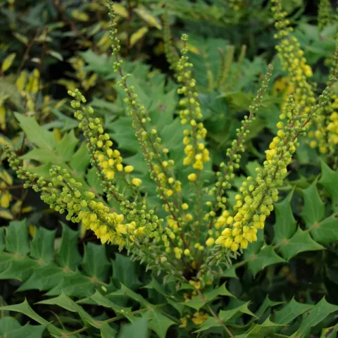 Mahonia media 'Winter Sun'