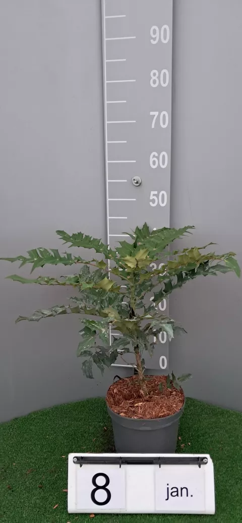Mahonia media 'Winter Sun'