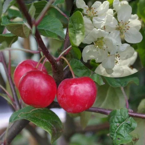 Malus 'Red Sentinel'