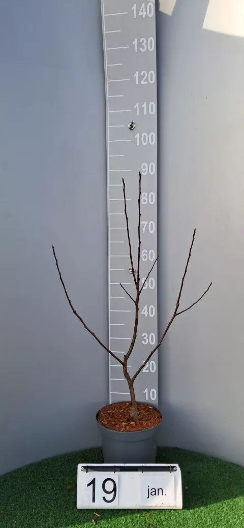 Malus 'Red Sentinel'