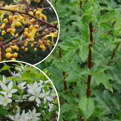 Malus toringo 'Brouwers Beauty'