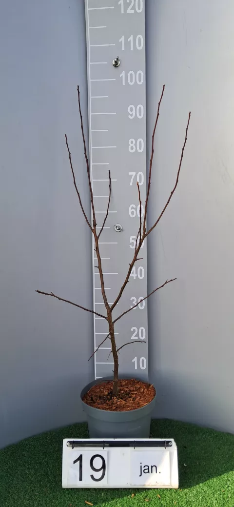 Malus toringo 'Brouwers Beauty'