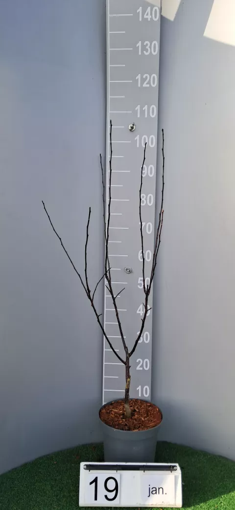 Malus toringo 'Scarlett'