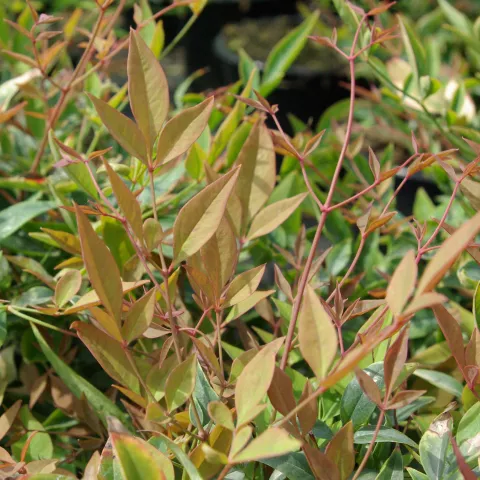 Nandina domestica 'Gulf Stream'