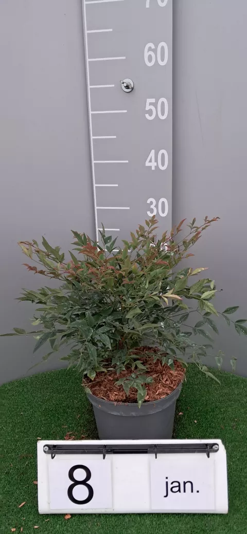 Nandina domestica 'Gulf Stream'