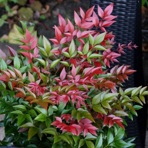Nandina domestica OBSESSED ® 'Seika'