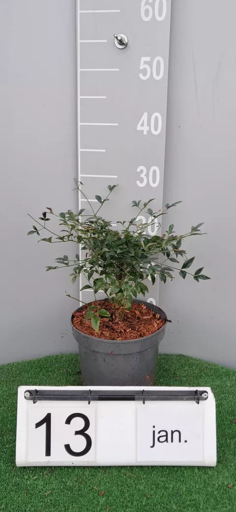 Nandina domestica OBSESSED ® 'Seika'