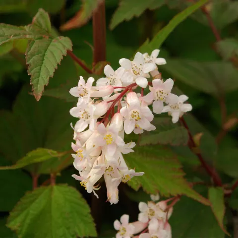 Neillia thibetica