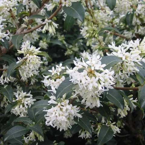 Osmanthus burkwoodii