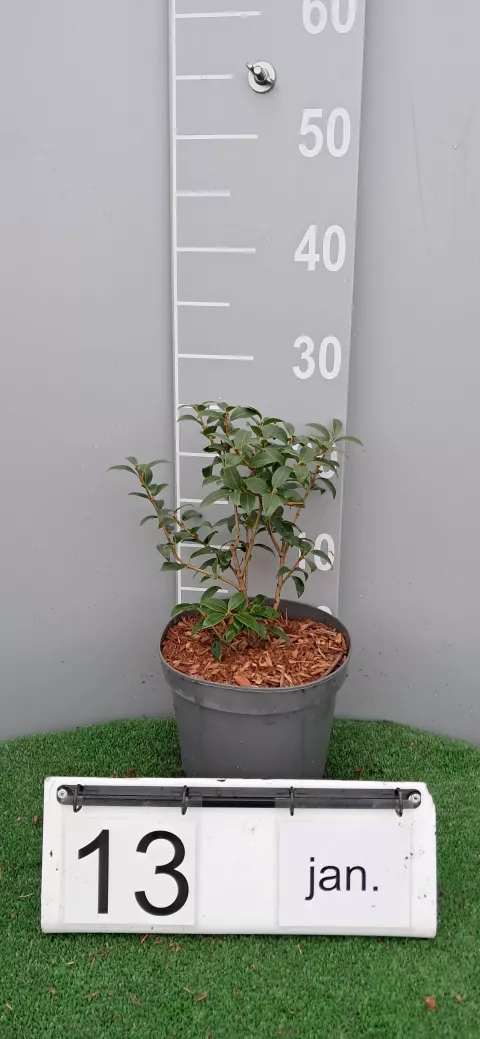 Osmanthus burkwoodii