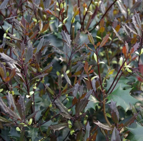 Osmanthus heterophyllus 'Purpureus'