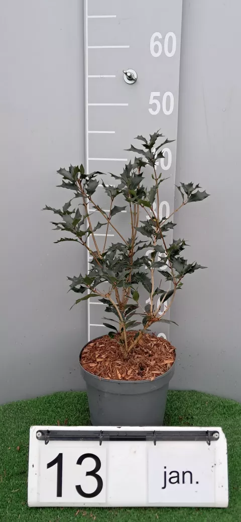 Osmanthus heterophyllus 'Purpureus'