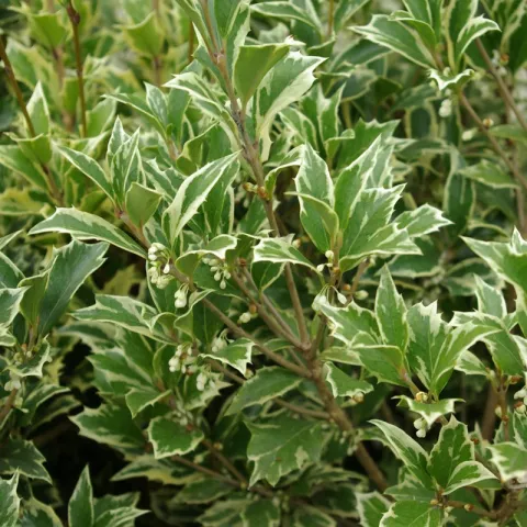 Osmanthus heterophyllus 'Variegatus'