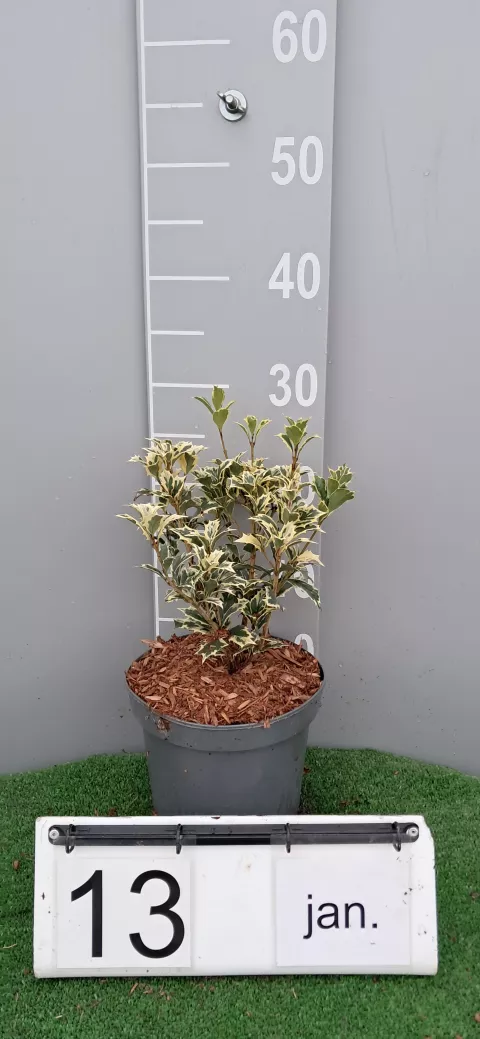 Osmanthus heterophyllus 'Variegatus'