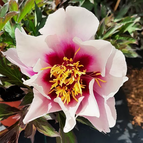 Paeonia itoh 'Cora Louise'