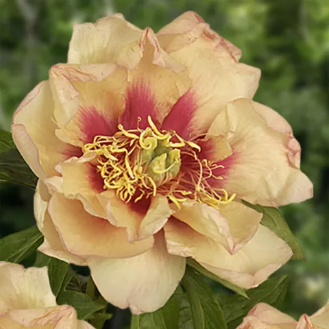 Paeonia itoh 'Callies Memory'