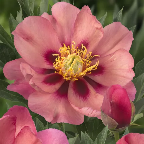 Paeonia itoh 'Old Rose Dandy'