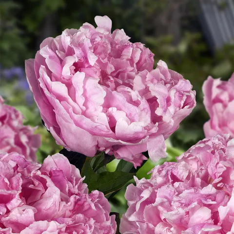 Paeonia lact. 'Alexander Fleming'