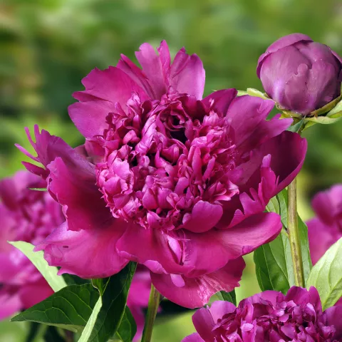 Paeonia lact. 'Big Ben'
