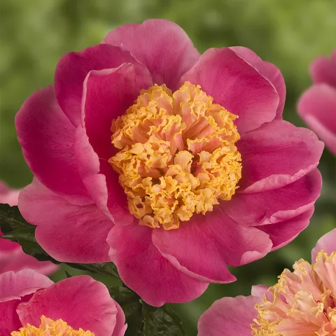 Paeonia lact. 'Doreen'