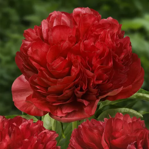 Paeonia lact. 'Eliza Lundy'