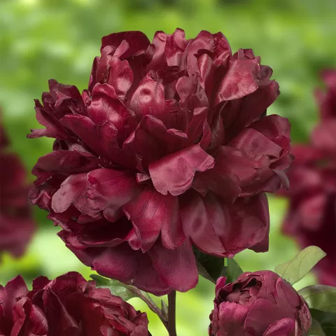 Paeonia lact. 'Francoise Ortegat'