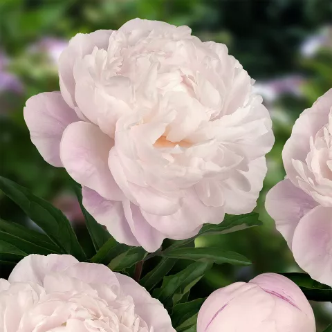 Paeonia lact. 'Gardenia'