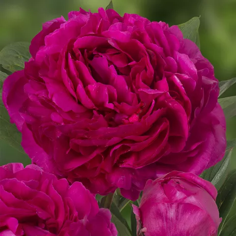 Paeonia lact. 'Kansas'