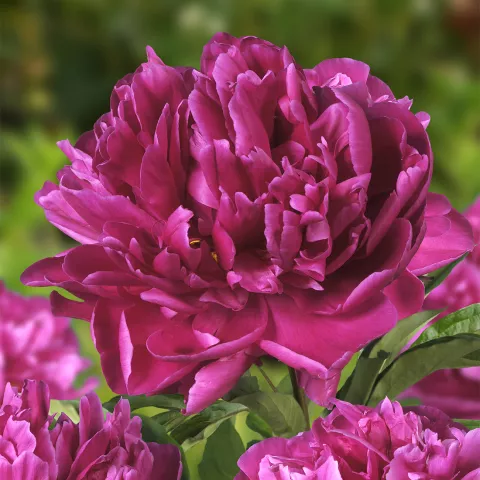 Paeonia lact. 'Karl Rosenfield'