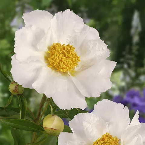 Paeonia lact. 'Krinkled White'