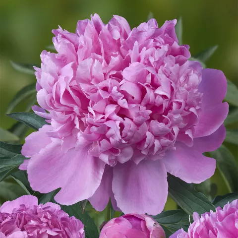 Paeonia lact. 'Monsieur Jules Elie'