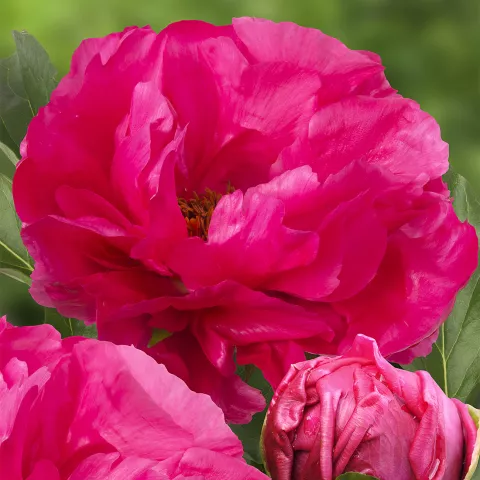 Paeonia lact. 'Paula Fay'