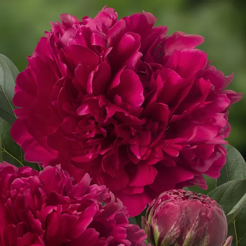 Paeonia lact. 'Red Magic'