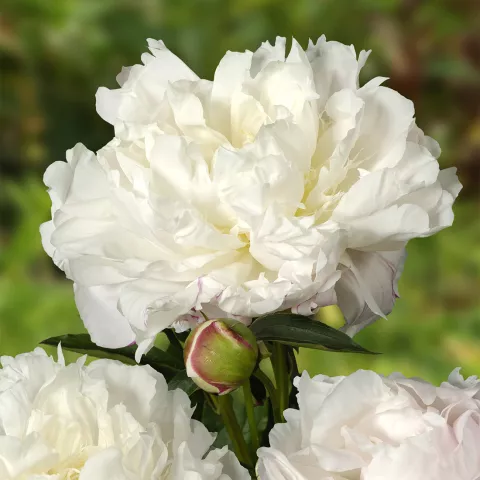 Paeonia lact. 'Shirley Temple'