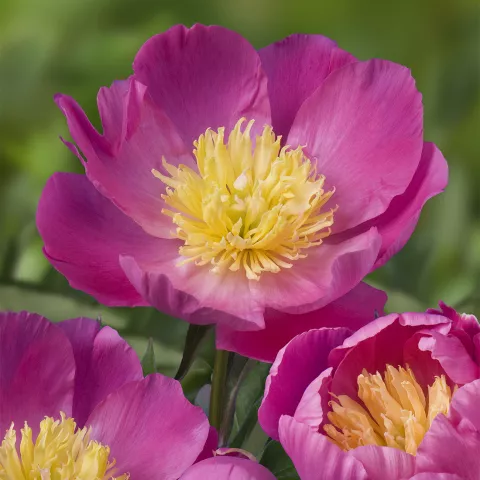 Paeonia lact. 'Wladyslawa'