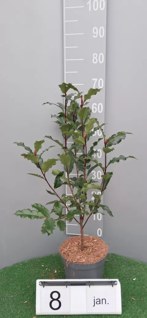 Photinia fraseri 'Magical Volcano' ®