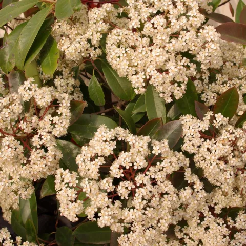 Photinia fraseri 'Red Robin'