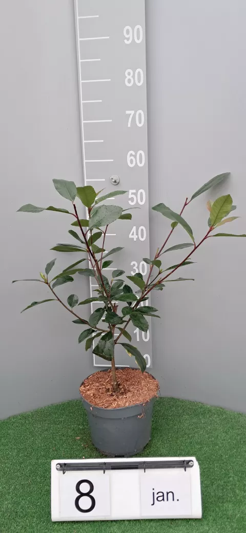 Photinia fraseri 'Red Robin'