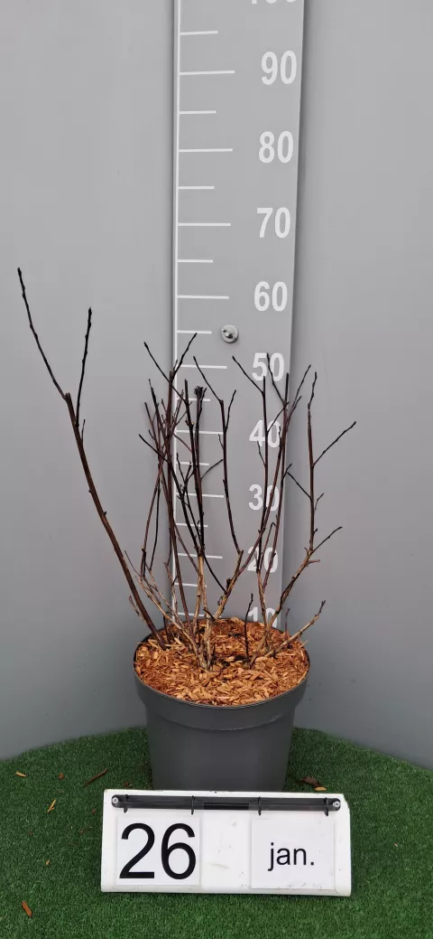 Physocarpus op. Diable d'Or 'Minda'®