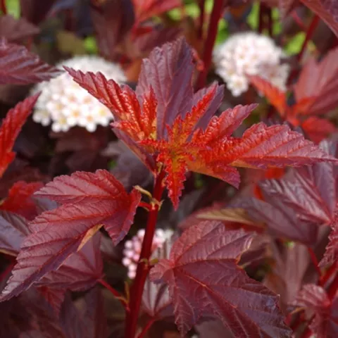 Physocarpus op. Diable d'Or 'Minda'®