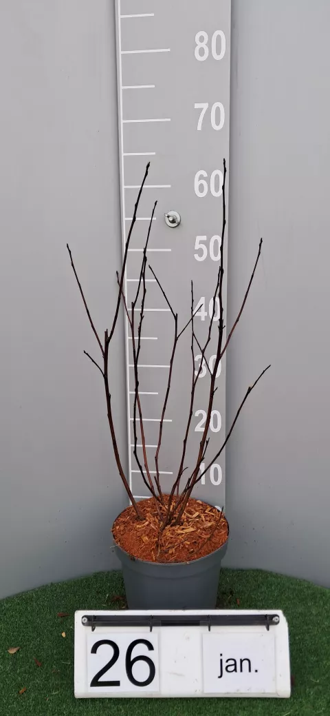 Physocarpus op. Diable d'Or 'Minda'®