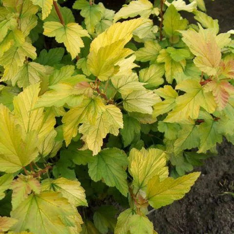 Physocarpus op. 'Dart's Gold'