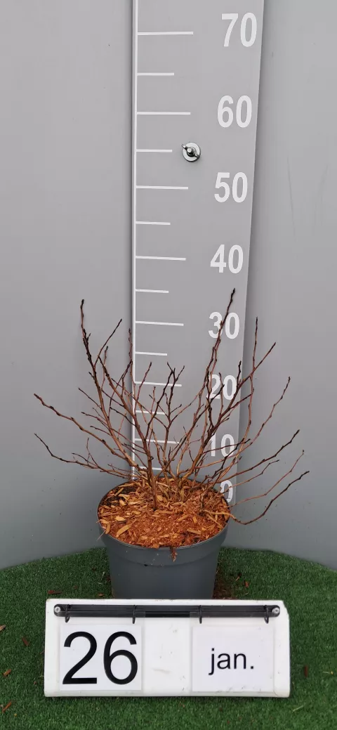 Physocarpus op. 'Dart's Gold'