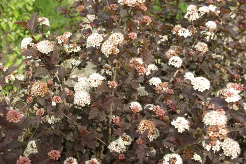 Physocarpus op. 'Diabolo'