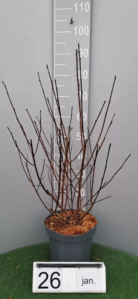 Physocarpus op. 'Diabolo'